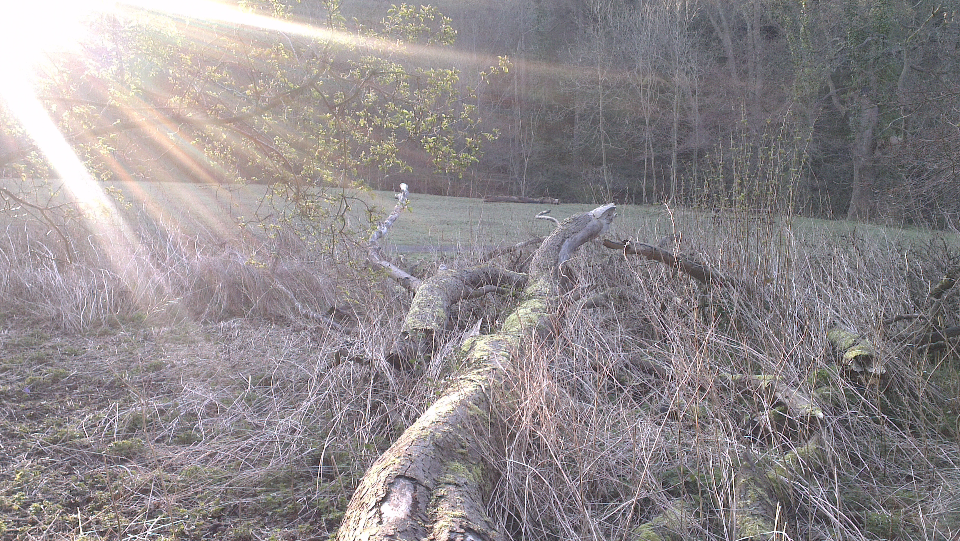 Breakfast on a tree trunk